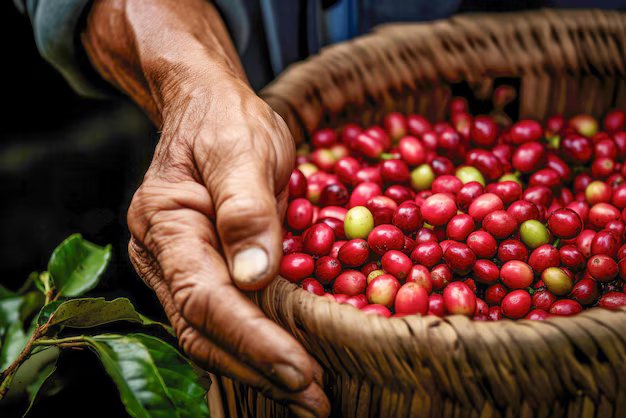 Granos de cafe maduros en la planta